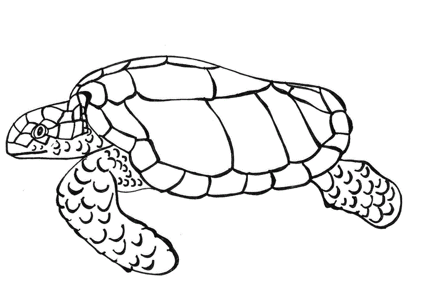 Coloring Page of a Turtle