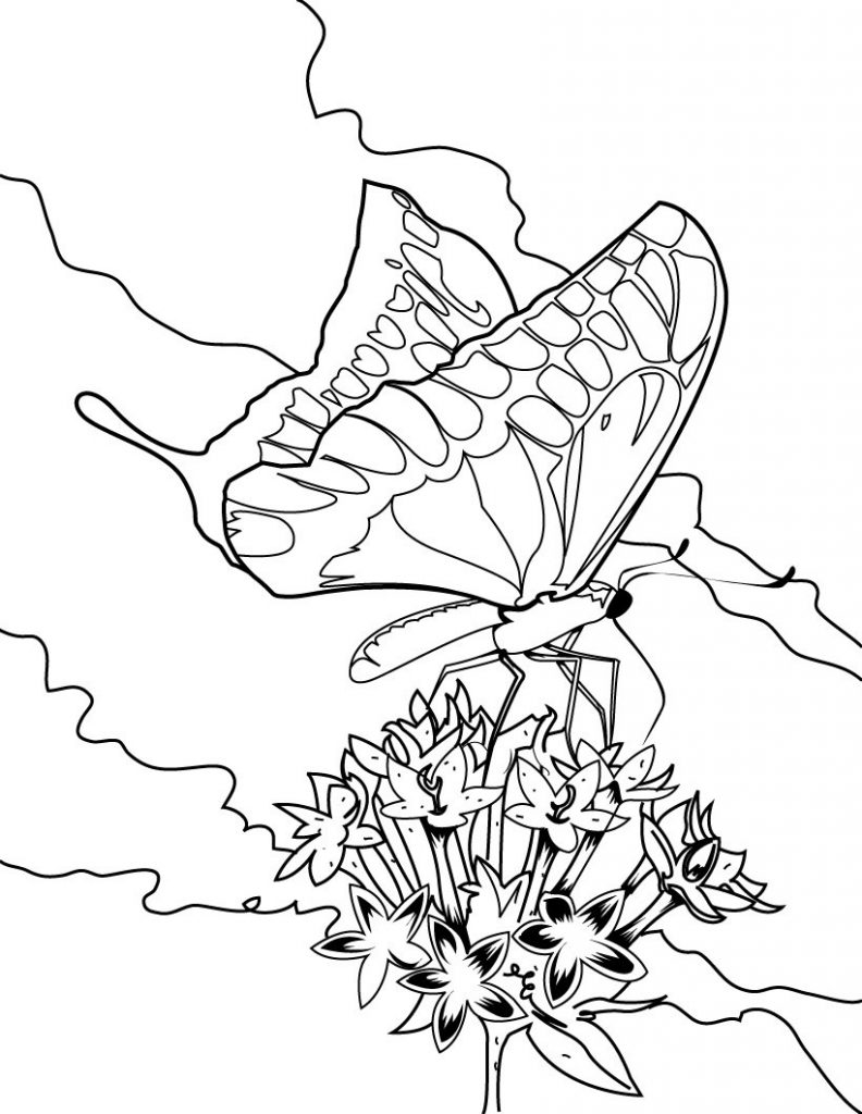 Coloring Pages Butterflies