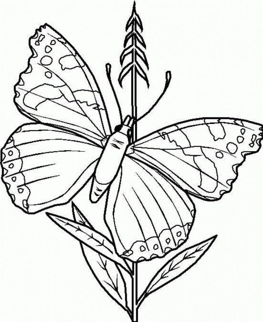 Coloring Pages Butterfly Pictures