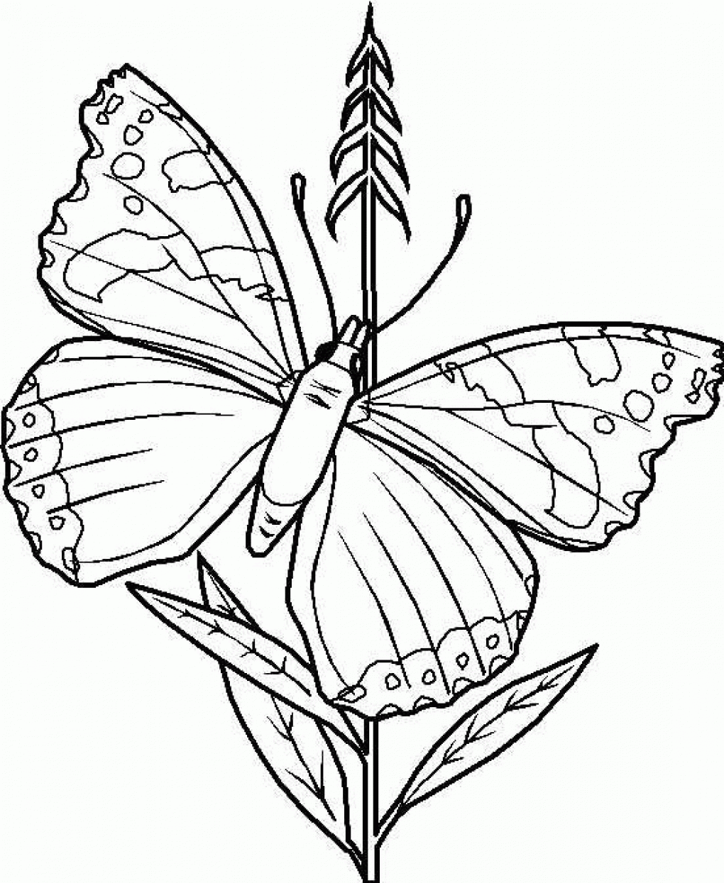 Free Printable Coloring Sheets Butterflies