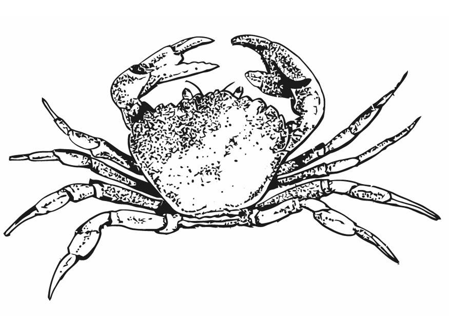 Coloring Pages Crab