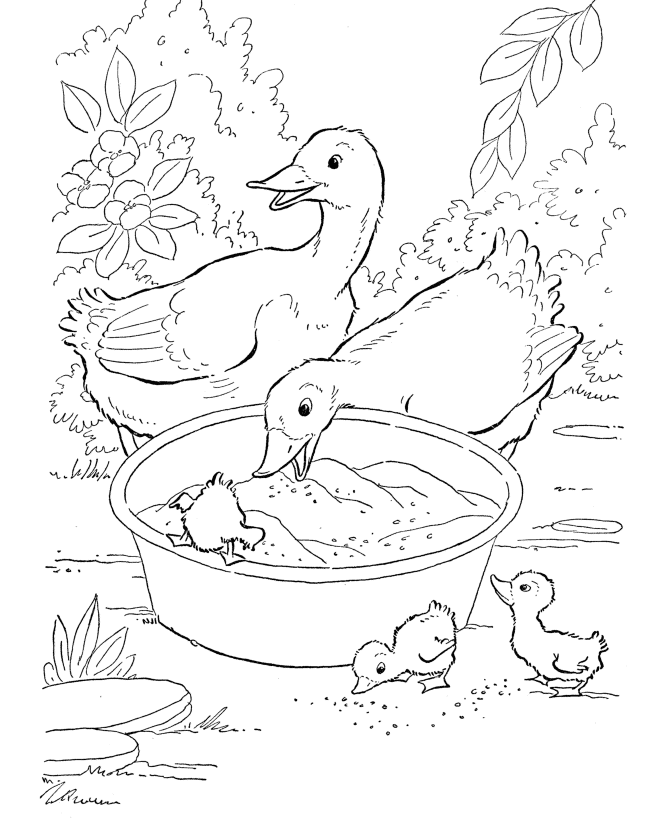 Duck Coloring Page Printable