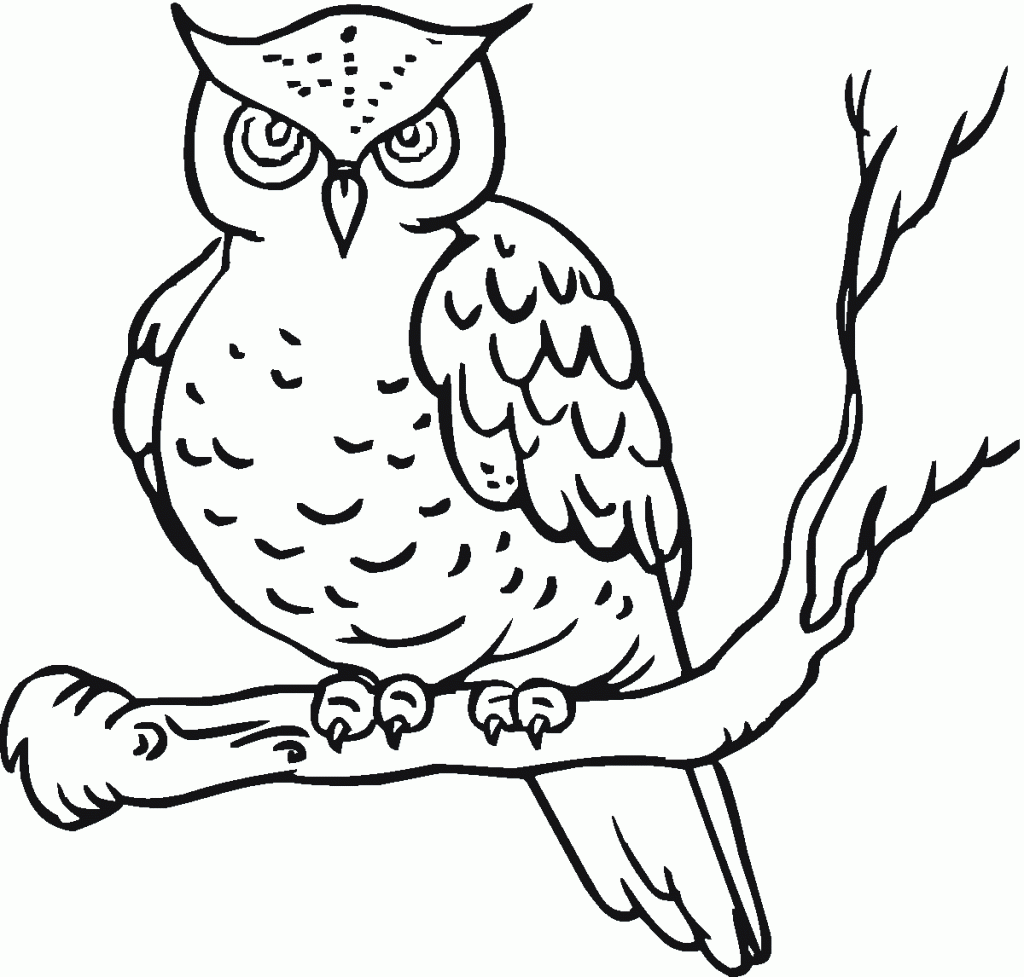 Páginas de coloração Owl