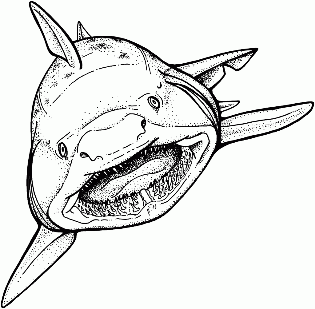 Coloring Pages Shark