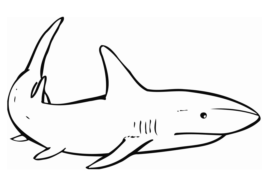 Coloring Pages Sharks