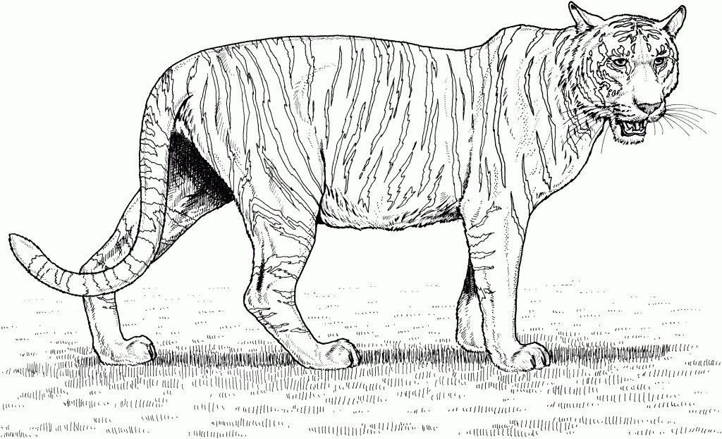 Coloring Pages Tigers