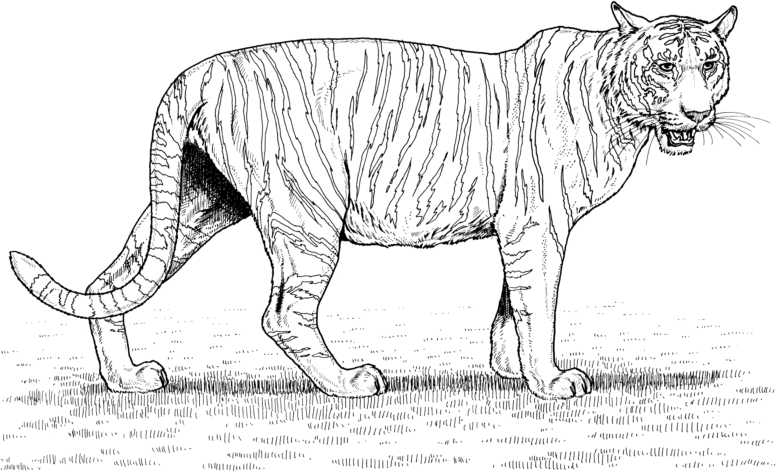 Free Printable Tiger Coloring Pages For Kids Free Printable Tiger Coloring Pages For Kids