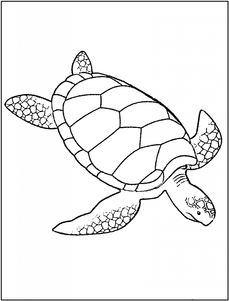 Coloring Pages Turtles