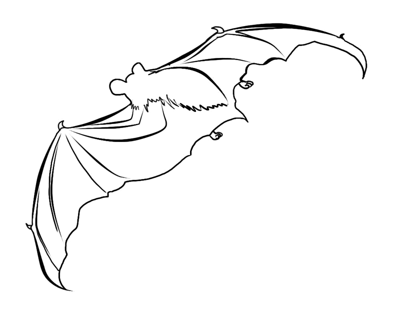 Coloring Pages of Bat