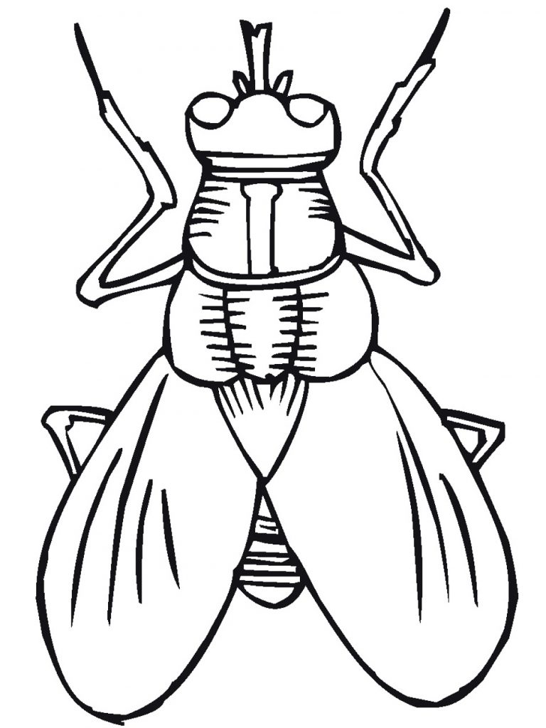 Fly Coloring Page