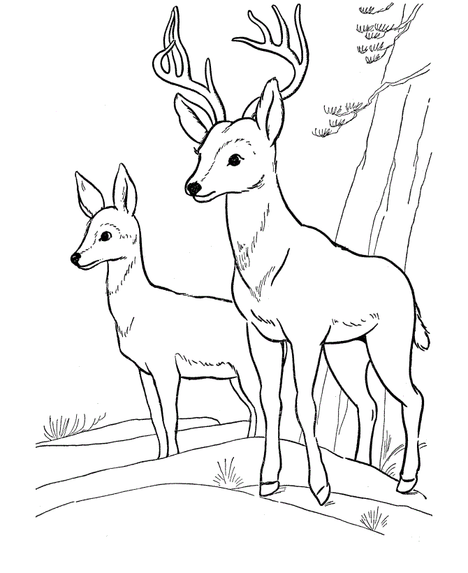 Deer Coloring Pages For Kids 7