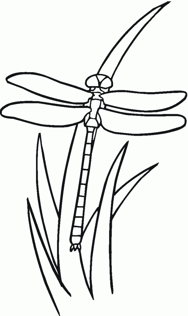 Coloring Pages of Dragonfly For Kids
