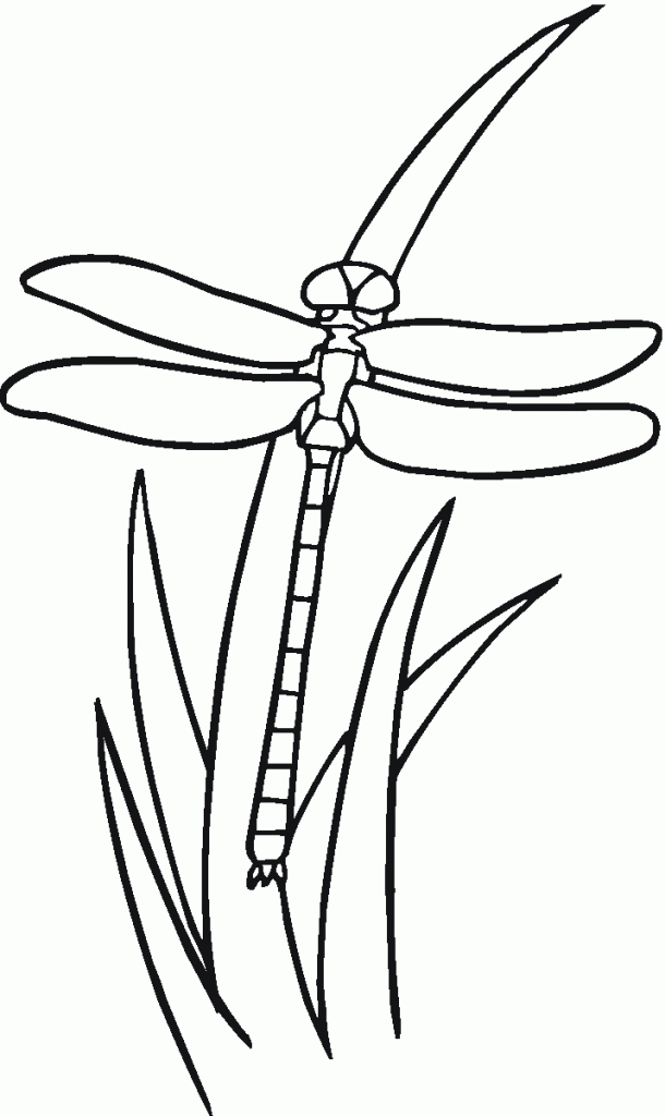 Free Printable Dragonfly Coloring Pages For Kids