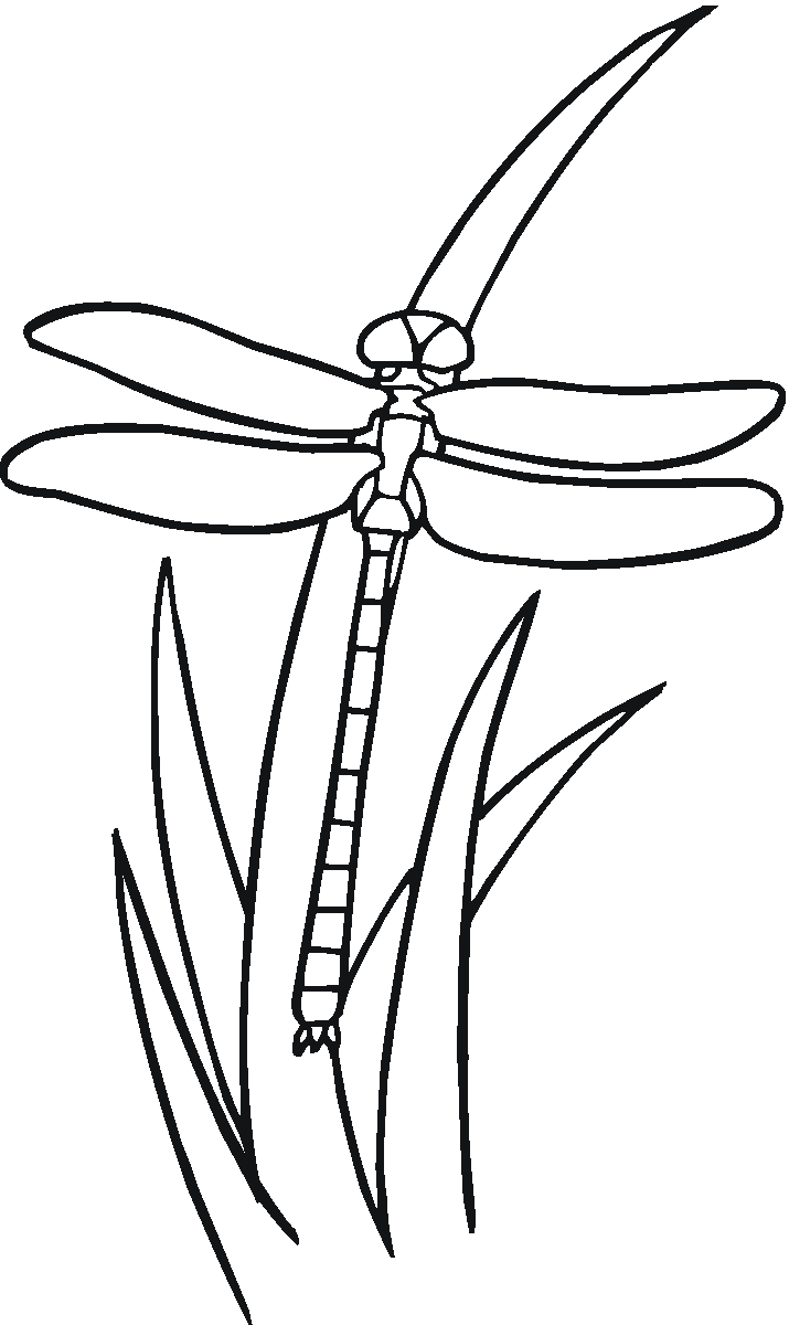 Simple Dragonfly Outline
