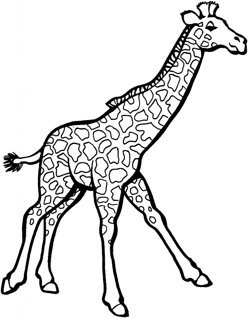 Coloring Pages of Giraffe