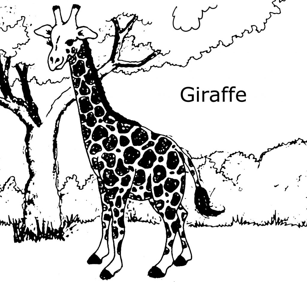 Coloring Pages of Giraffes