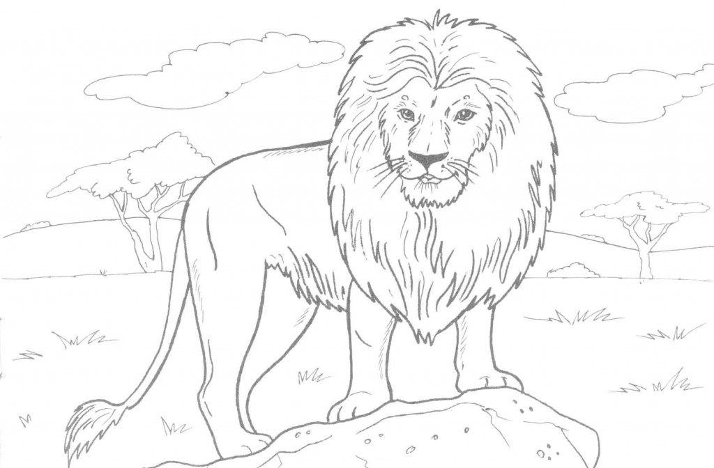 Coloring Pages of Lion