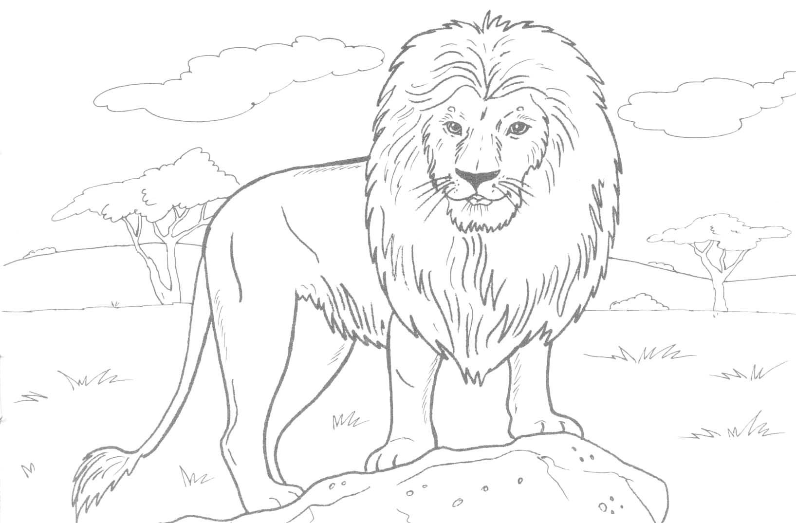 Free Printable Lion Coloring Pages Kids