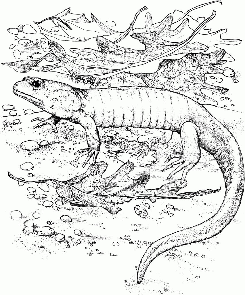Coloring Pages of Lizard