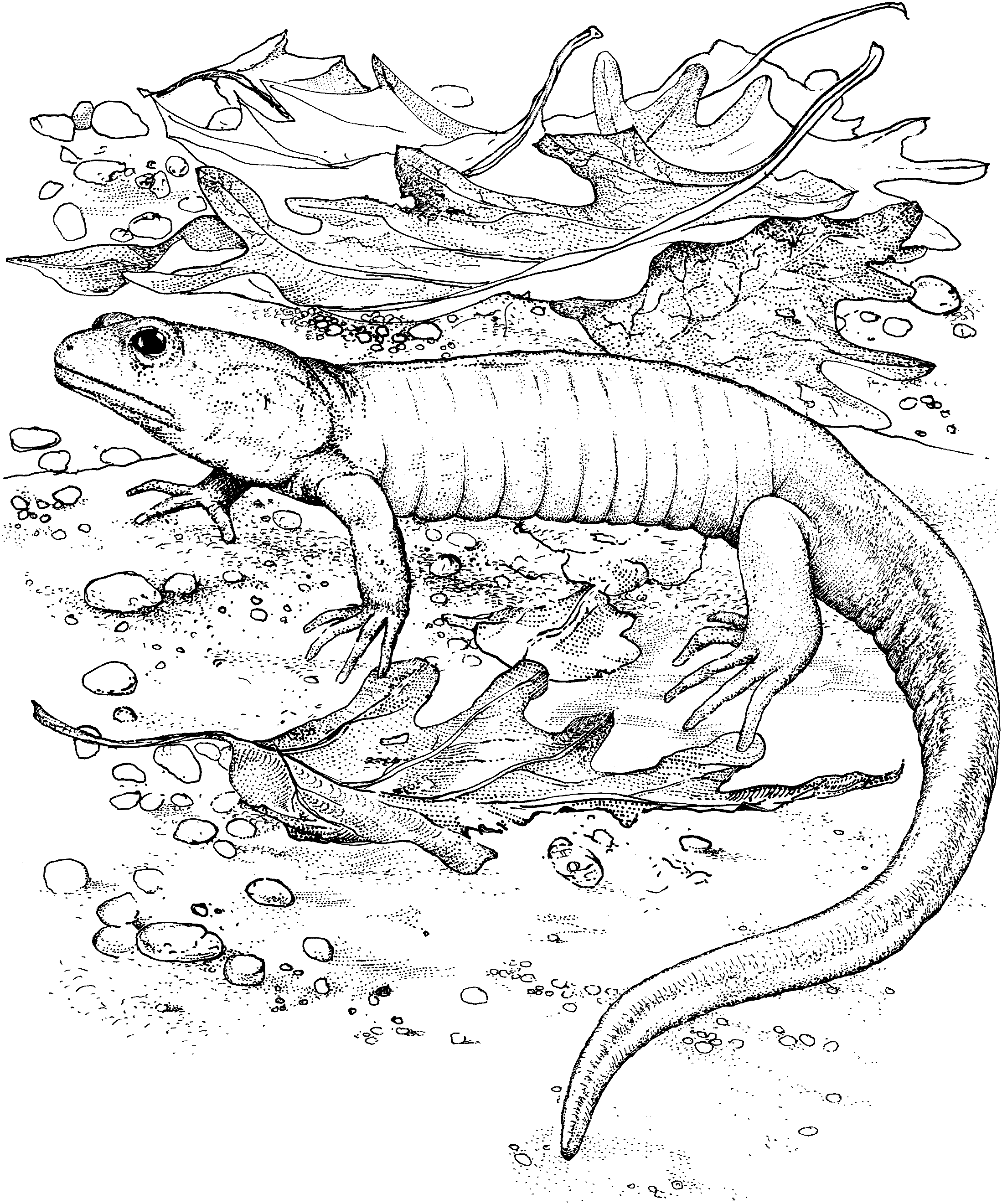 Free Printable Lizard Coloring Pages For Kids