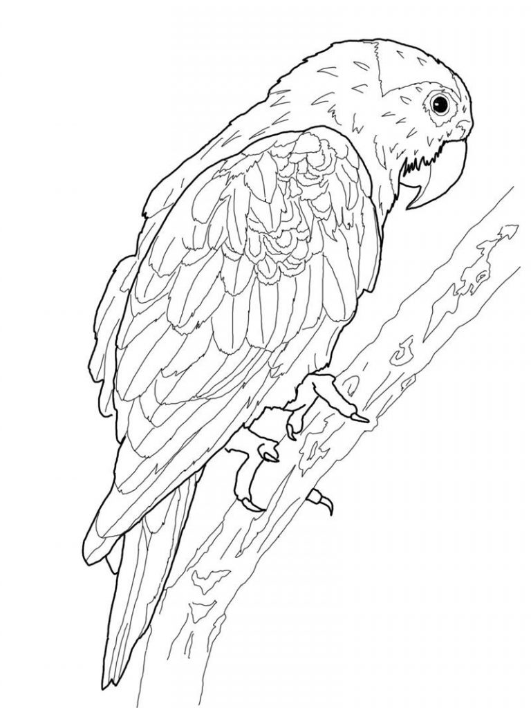 Coloring Pages of Parrot
