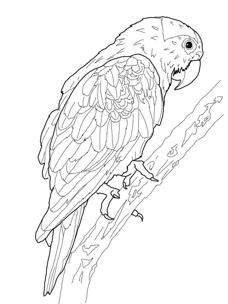 free-printable-parrot-coloring-pages-for-kids