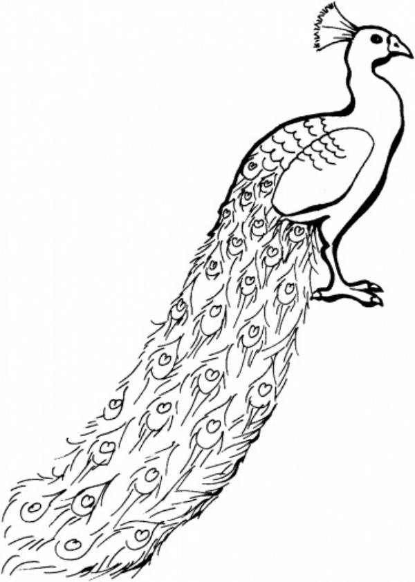 Coloring Pages of Peacock Printable
