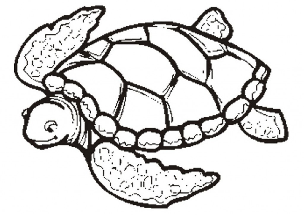 Free Printable Turtle Coloring Pages For Kids Free Printable Turtle 