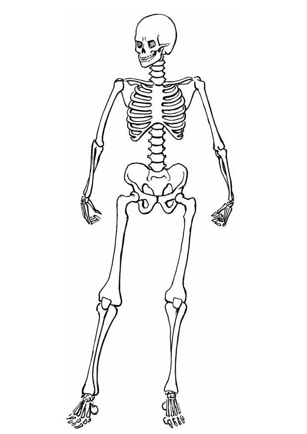 Human Skeleton Coloring Pages - Learny Kids