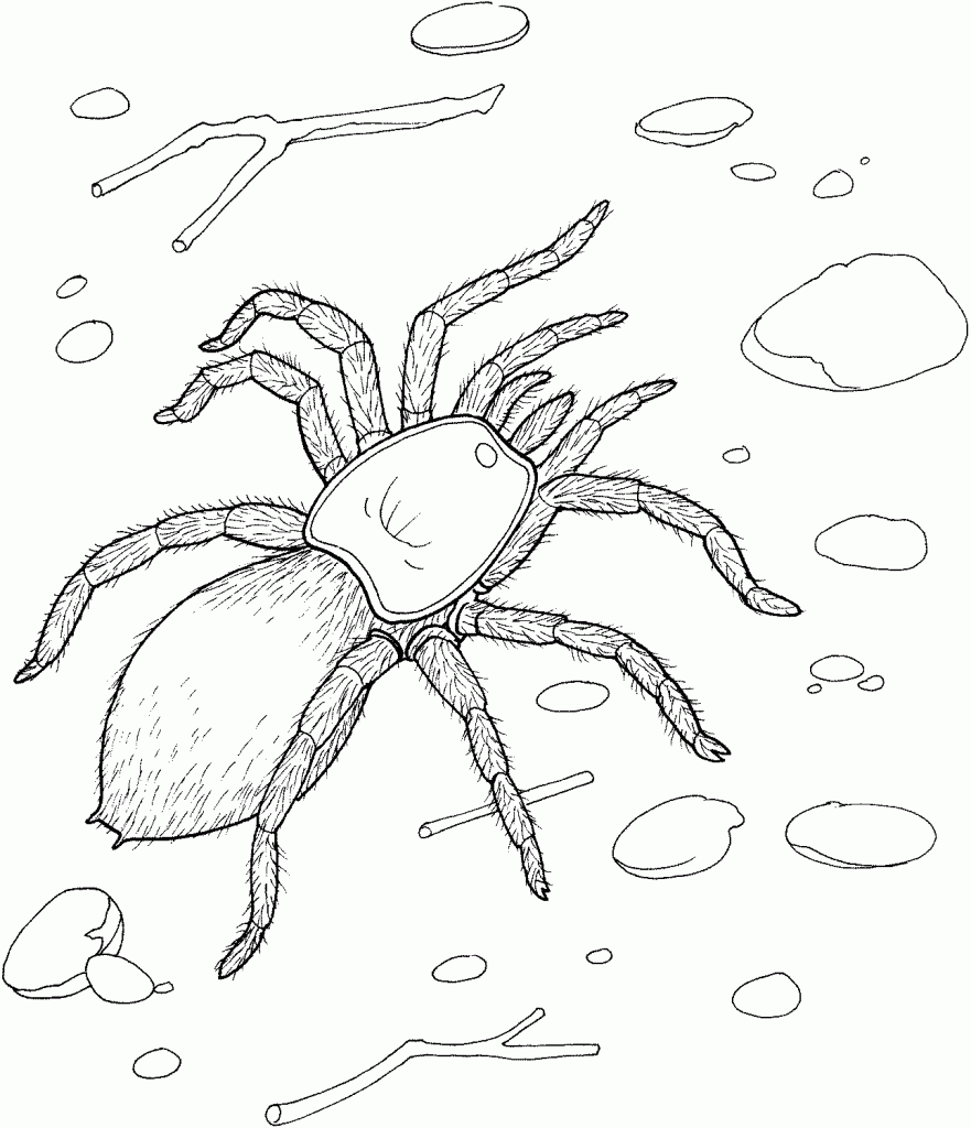 Coloring Pages of Spider