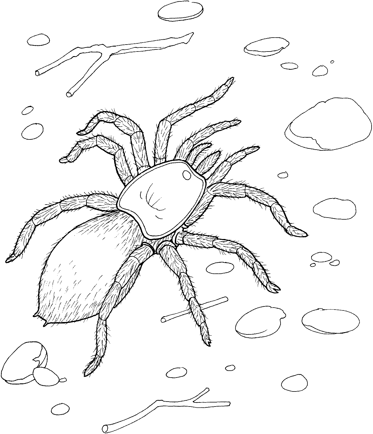 Free Printable Spider Coloring Pages For Kids