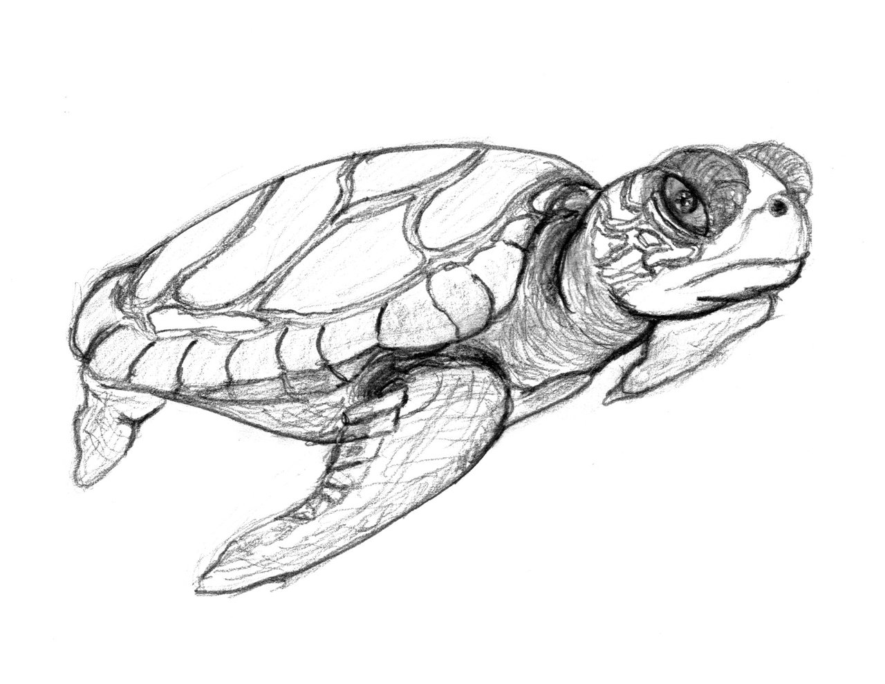 Free Printable Turtle Coloring Pages For Kids