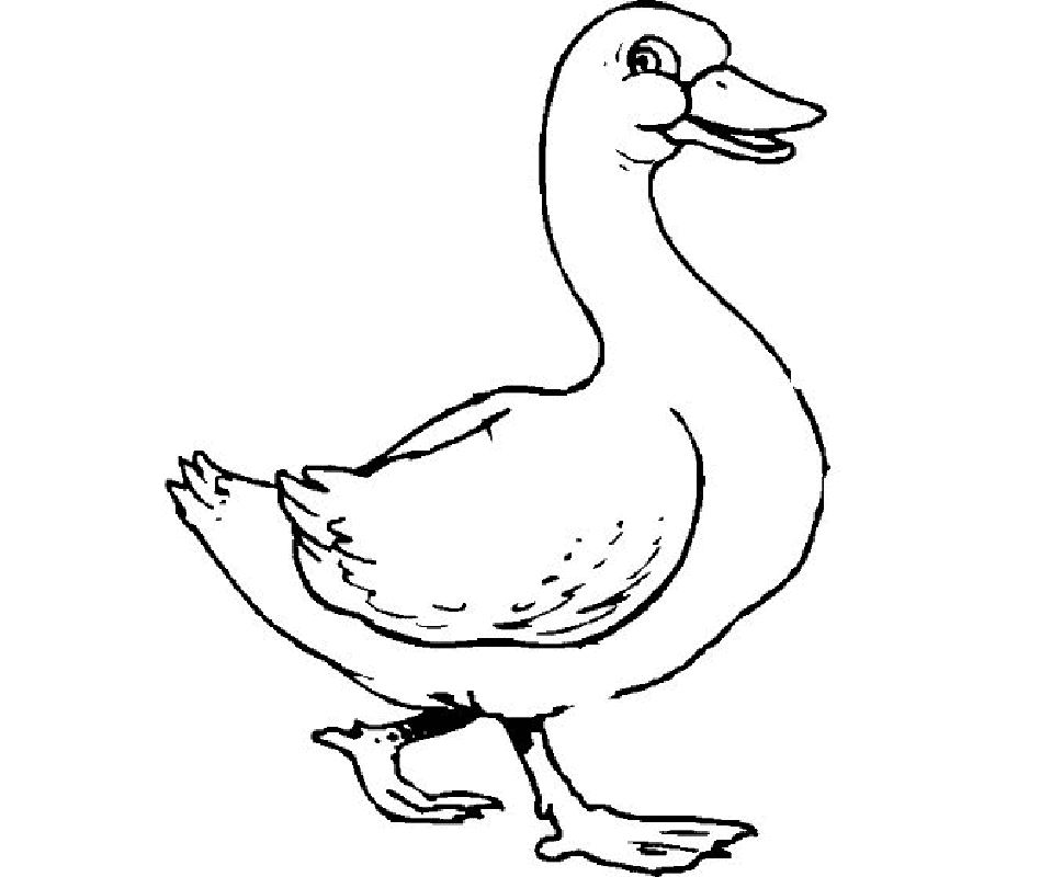 Free Printable Duck Coloring Pages For Kids