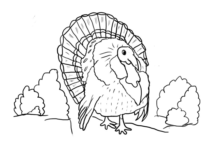 Coloring Pages of a Turkey
