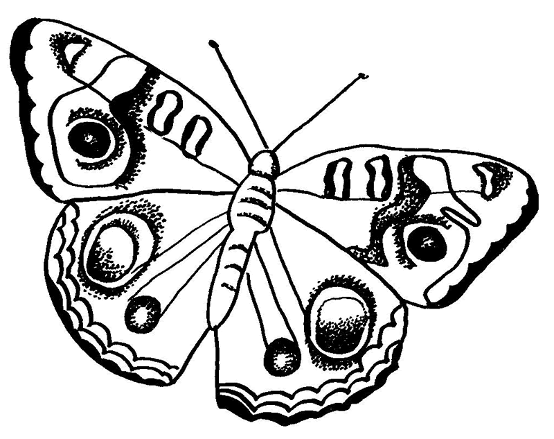 Common Buckeye Butterfly Coloring Pagecoloring Page