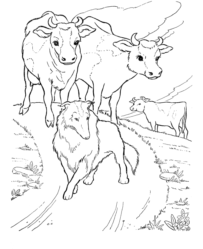 Cow Coloring Pages Images
