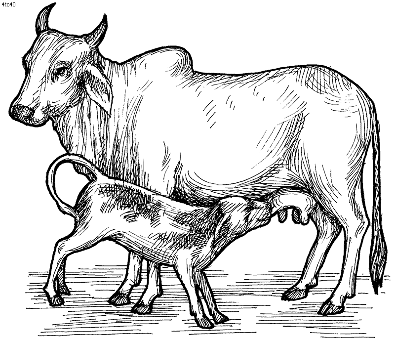 Cow Coloring Pages Kids