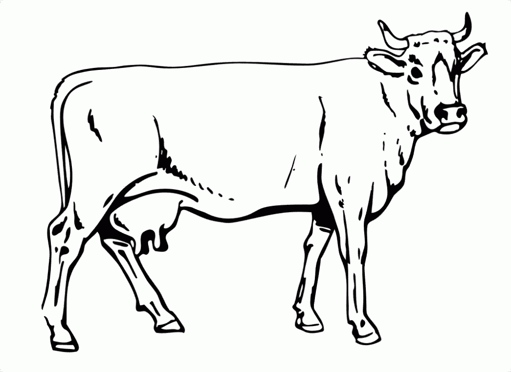 Cow Coloring Pages Pictures