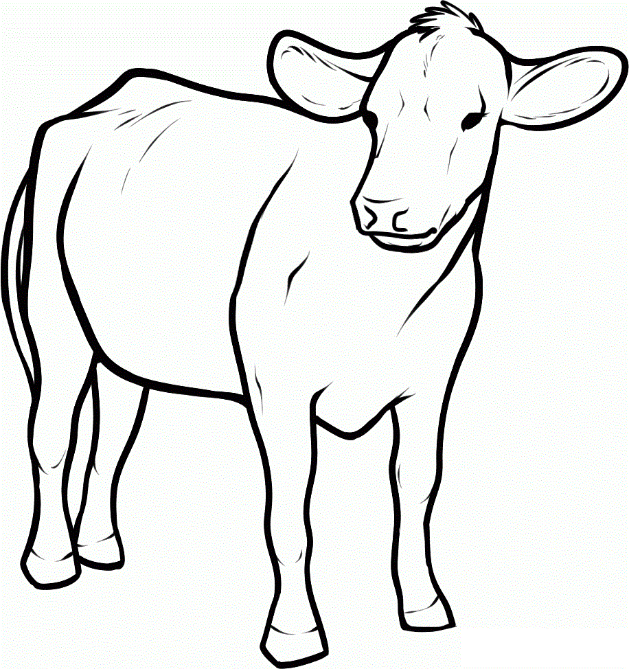 Cow Coloring Pages Printable For Kids