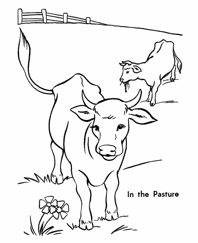 Free Printable Cow Coloring Pages For Kids