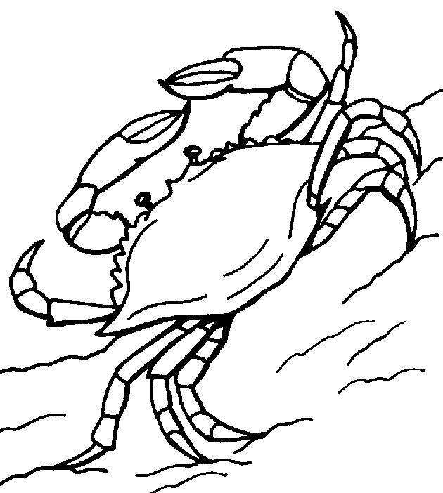 Crab Coloring Pages Pictures