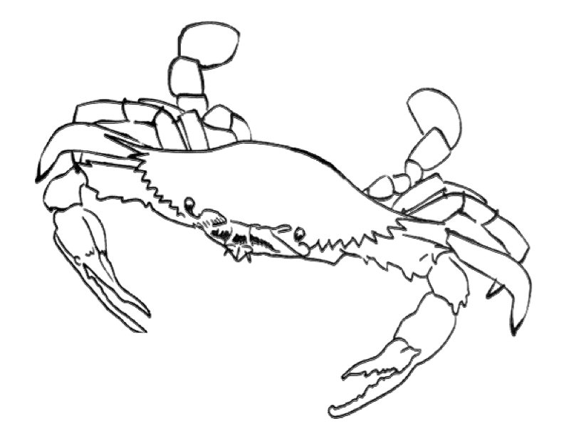 Crabs Coloring Pages