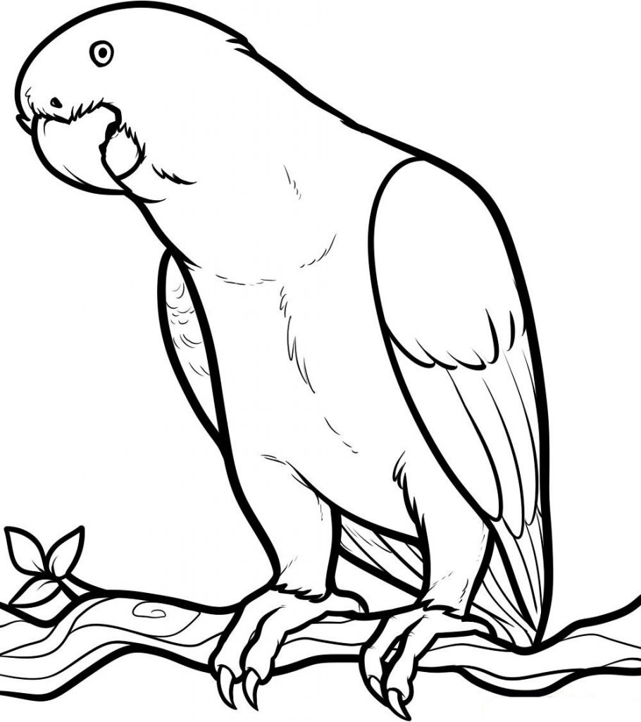 Cute Parrot Coloring Pages