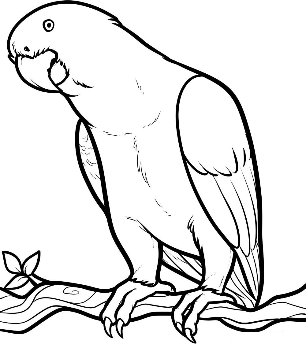 Coloring Pages Parrot 5