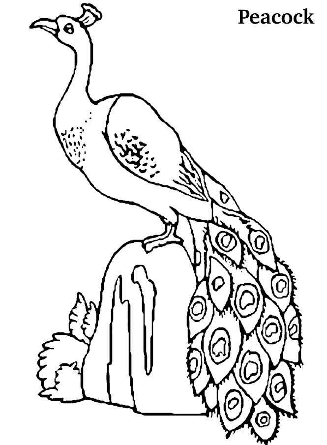 Cute Peacock Coloring Pages