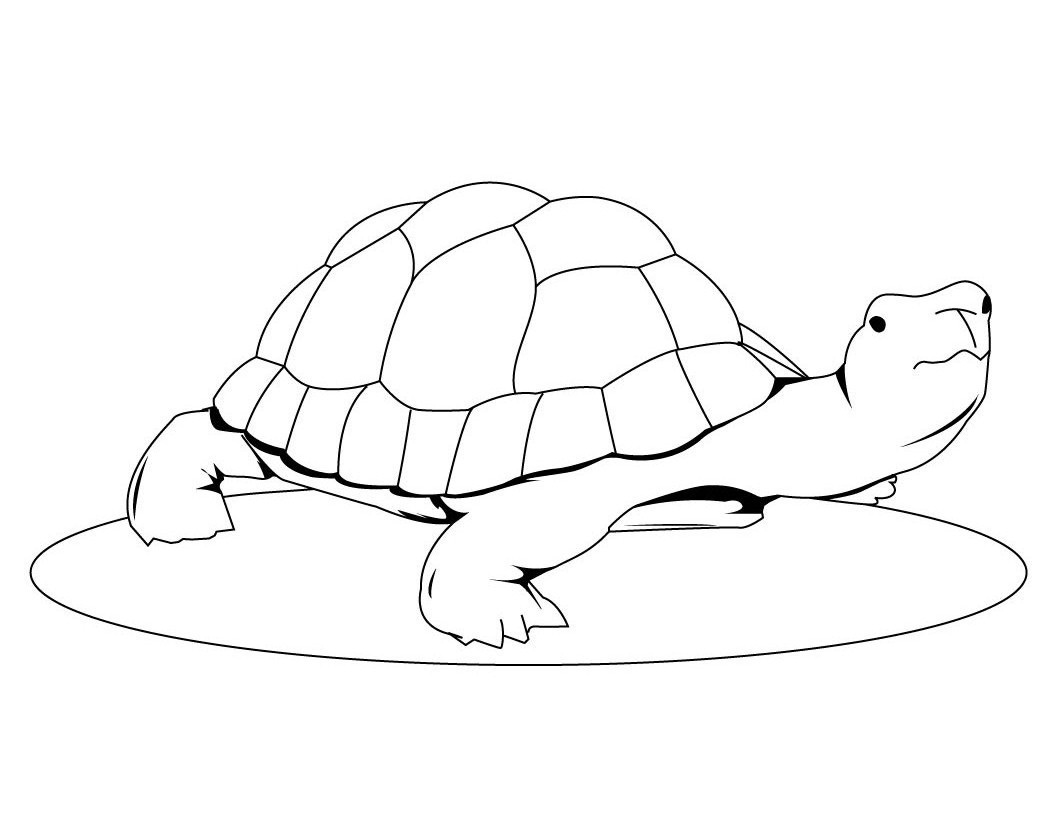 free printable turtle coloring pages for kids