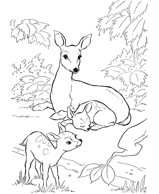 Deer Coloring Pages For Kids 8