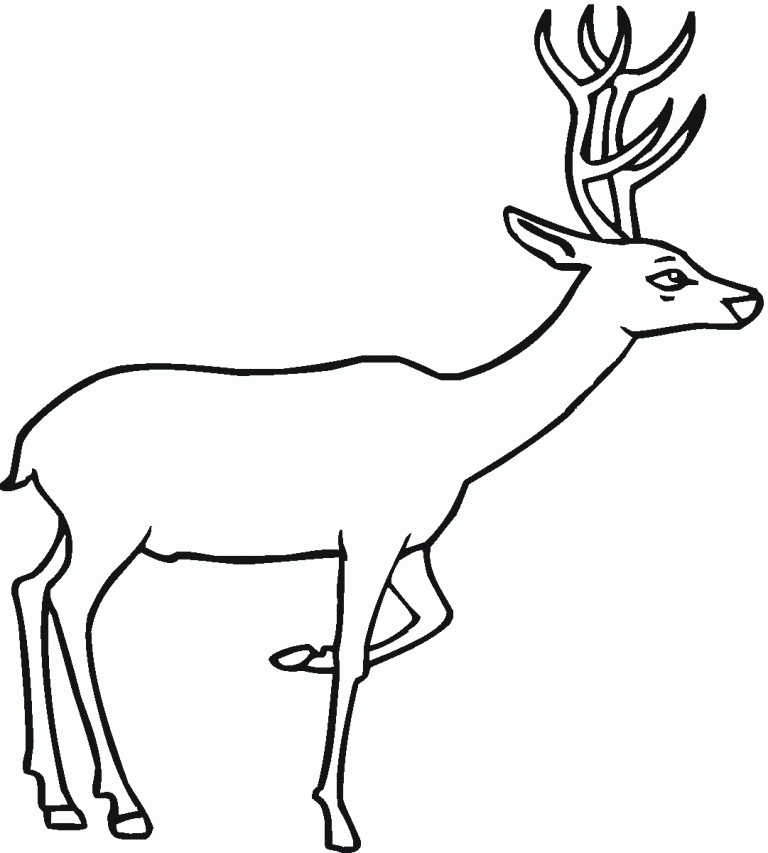 Free Printable Deer Coloring Pages For Kids