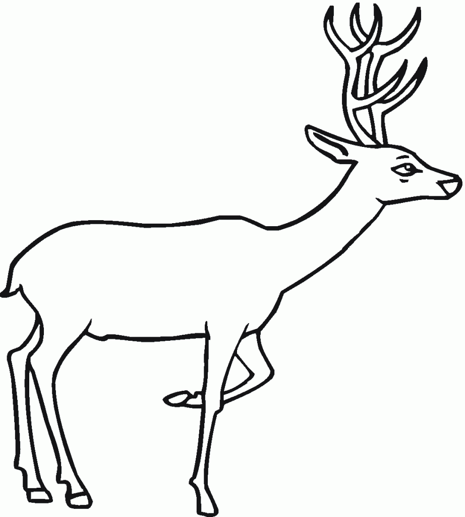 Deer Coloring Pages Kids