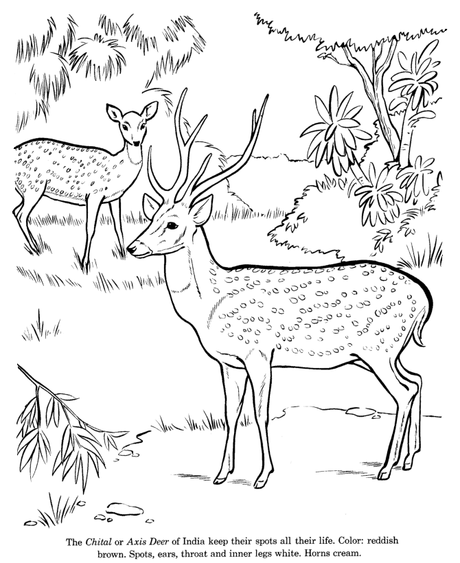 deer coloring pages